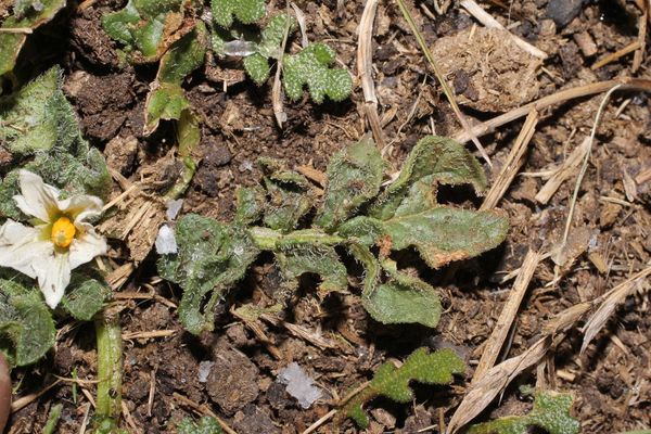 Solanum acaule
