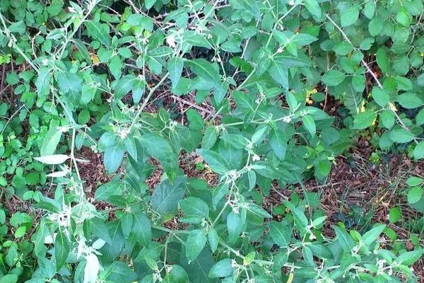 Glossy nightshade