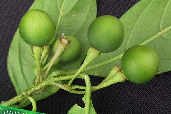 Solanum aphyodendron
