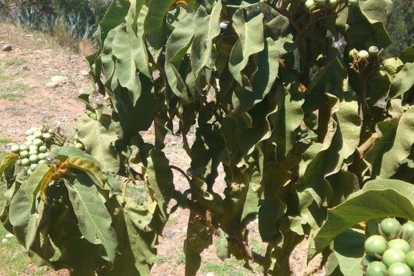 Devil's-fig