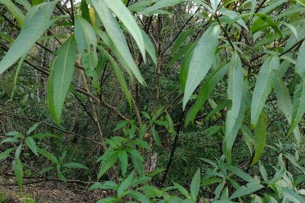 Kangaroo-apple