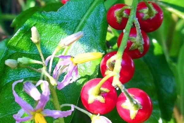 Canker-berry