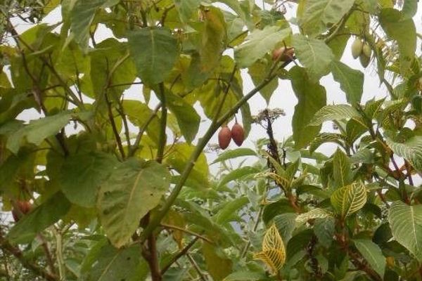 Tree-tomato