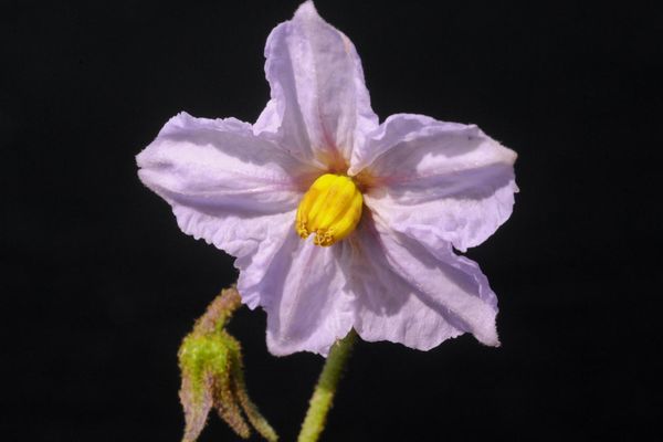 Solanum campylacanthum