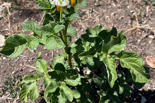 Carolina horse-nettle