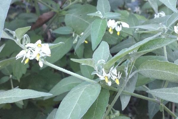 Tall nightshade