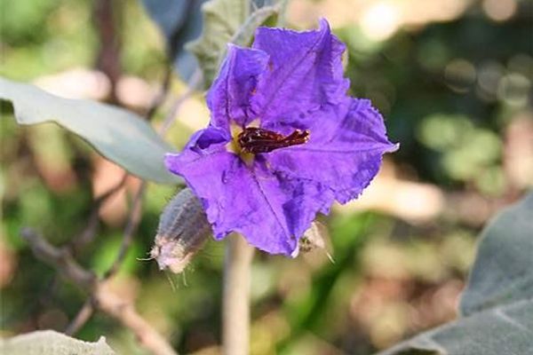Solanum crinitum