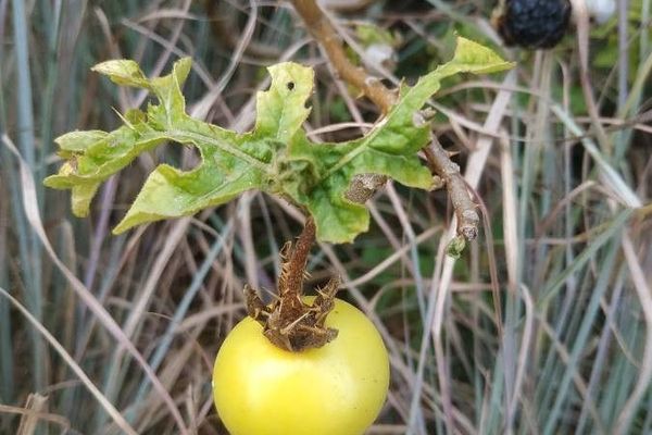 Carolina horse-nettle