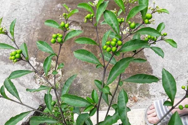 Twoleaf nightshade