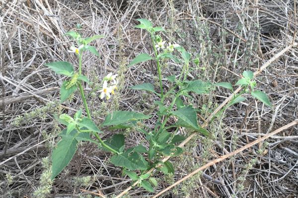 Greenspot nightshade