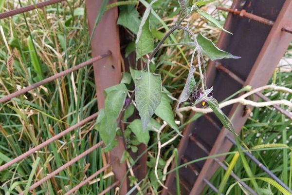 Bitter nightshade