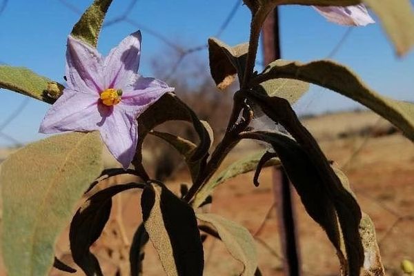 Prairie-berry