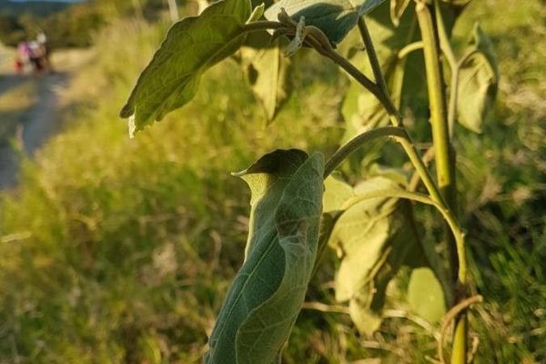 Tobacco-tree