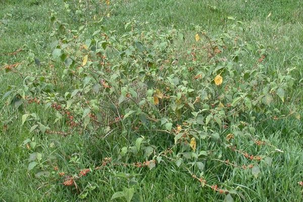 Jamaican nightshade
