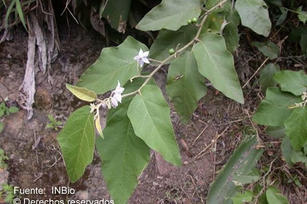 Lance-leaf nightshade