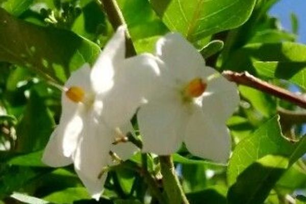 Potato-vine