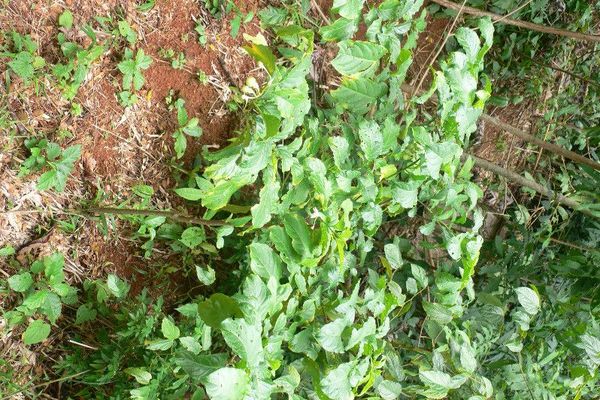 Solanum leucocarpon