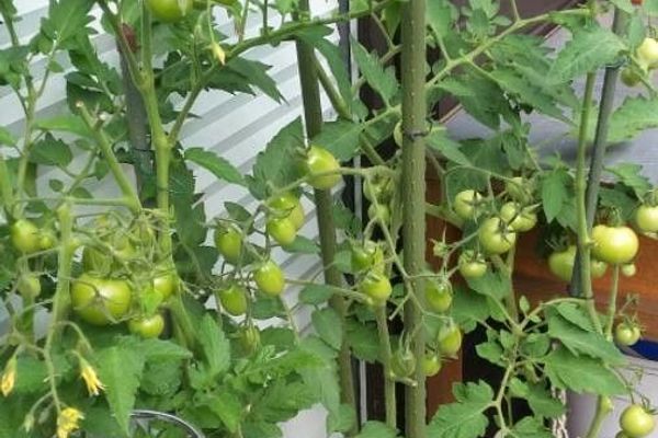 Tomato