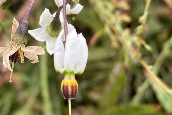 Solanum lyratum