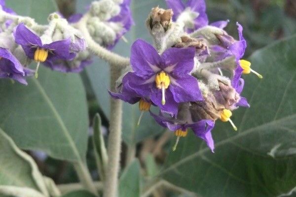 Ear-leaf nightshade