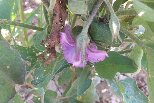 Aubergine
