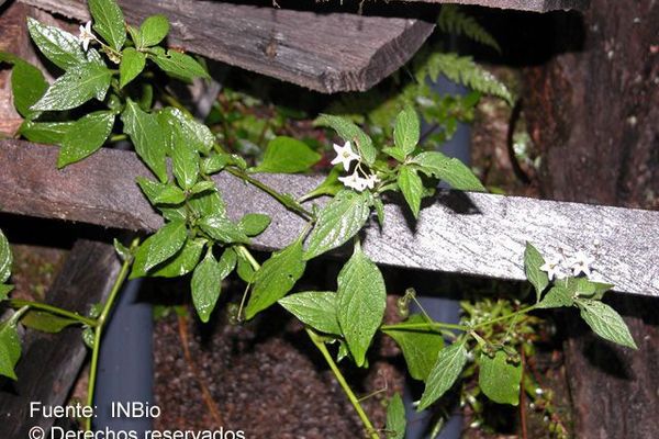 Divine nightshade