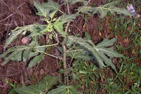 Forest nightshade