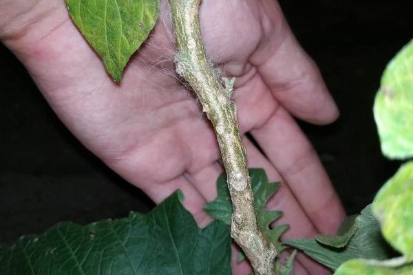 Solanum paniculatum