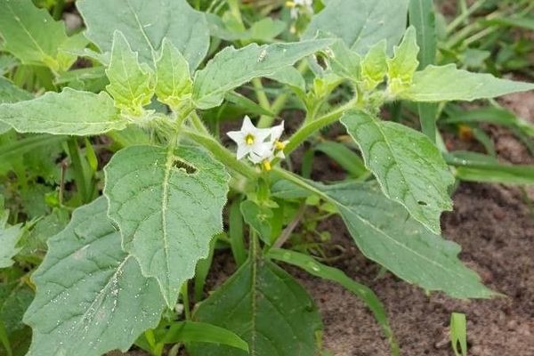 Argentine nightshade