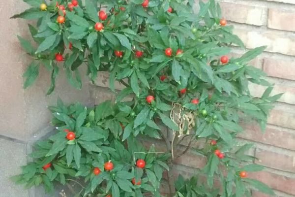 Jerusalem-cherry