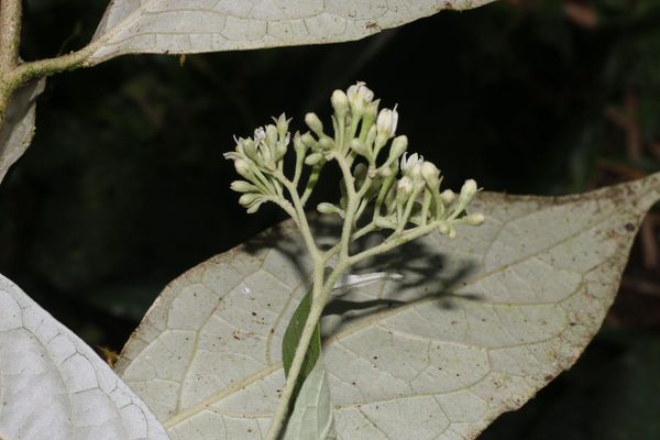 Riedle's nightshade