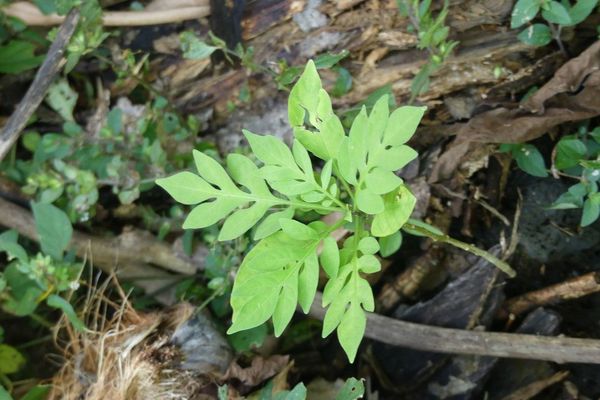 Brazilian nightshade