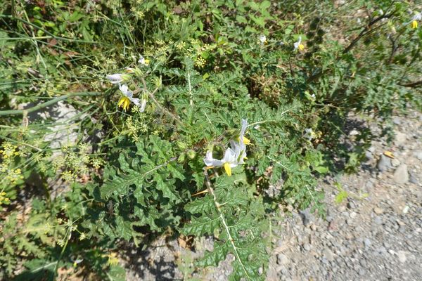 Sticky nightshade