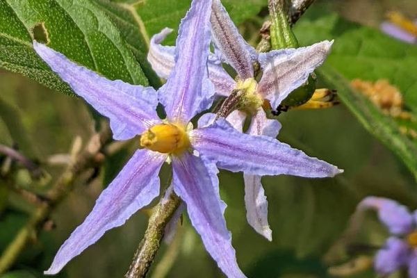 Solanum subinerme