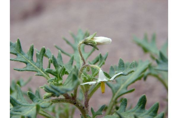 Cut-leaf nightshade