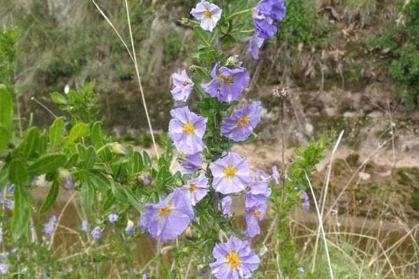 Bluewitch nightshade