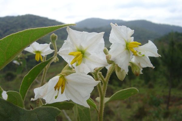 Solanum variabile
