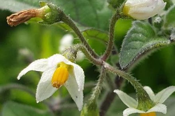 Red nightshade