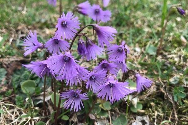 Alpine snowbell