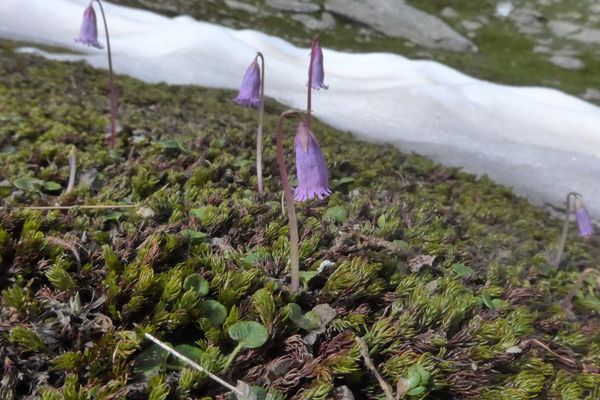 Soldanella pusilla