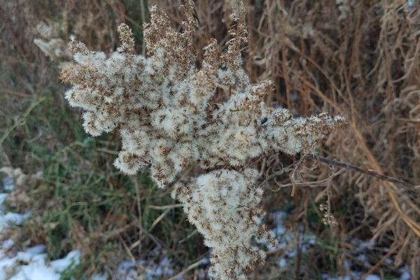 Late goldenrod