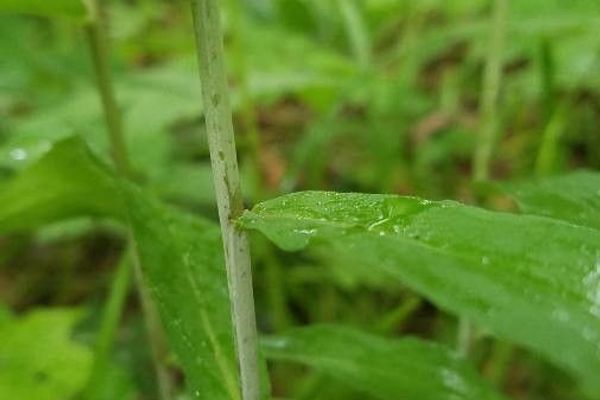 Woodland goldenrod