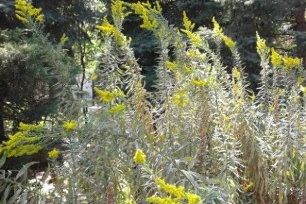 Canadian goldenrod