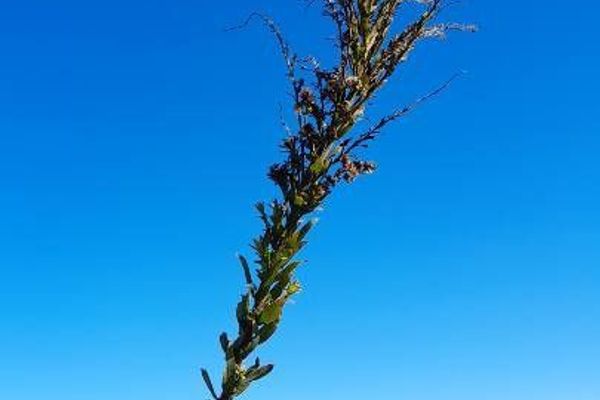 Chilean solidago