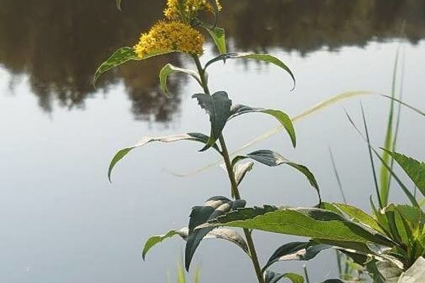 Early goldenrod