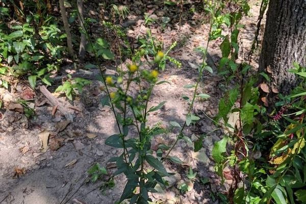 Hairy goldenrod