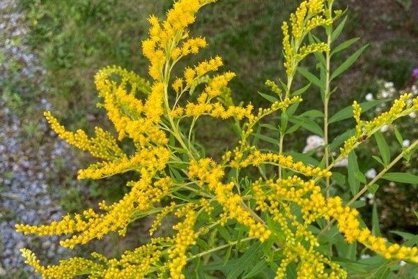 Early goldenrod