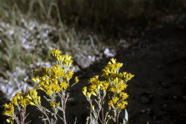 Prairie goldenrod