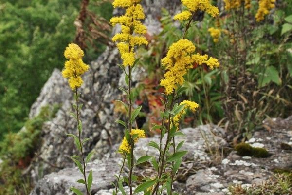 Old-field goldenrod