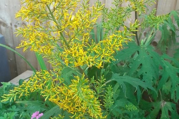 Sweet goldenrod